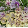 Phlox ?Crème Brûlée? - Seeds