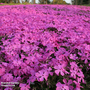 Phlox subulata 'McDaniels Cushion'