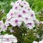 Phlox paniculata 'Famous White Eye'