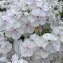 Phlox 'Fashionably Early? Crystal'