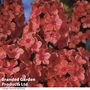 Phlox 'Orange Perfection'