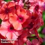 Phlox 'Orange Perfection'