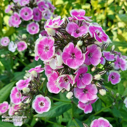 Phlox paniculata 'Orchid Yellow'