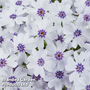 Phlox 'Pharao Blue Eye'