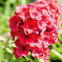 Phlox paniculata 'Red Flame'
