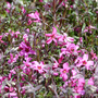 Phlox douglasii 'Rosea'