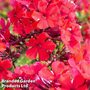 Phlox paniculata 'Starfire'