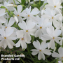 Phlox subulata 'White Delight'