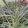 Phormium cookianum 'Liquorice and Lime'