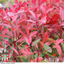 Photinia x fraseri 'Red Robin' (Hedging)
