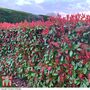 Photinia x fraseri 'Red Robin' (Hedging)