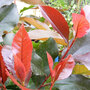 Photinia x fraseri 'Scarlet Blaze'