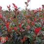 Photinia fraseri 'Little Red Robin' (Standard)