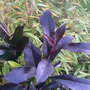 Photinia 'Blackberry Gem'