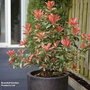 Photinia 'Pink Crispy'