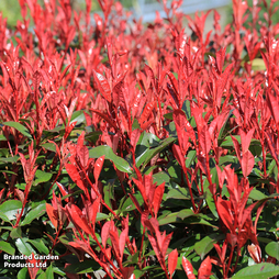 Photinia fraseri 'Robusta Compacta'