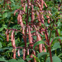 Phygelius x rectus 'Funfare Orange'