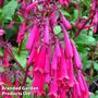Phygelius x rectus 'Funfare Wine'