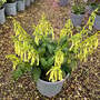 Phygelius x rectus 'Funfair Yellow'