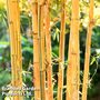 Phyllostachys aureosulcata 'Spectabilis'