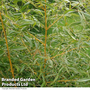 Phyllostachys aureosulcata