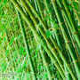 Bisset's Bamboo