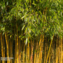 Phyllostachys aureosulcata 'Spectabilis'