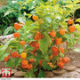 Physalis alkekengi var. franchetii