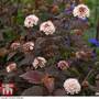 Physocarpus opulifolius 'Lady In Red'