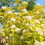 Physocarpus opulifolius 'Angel Gold'