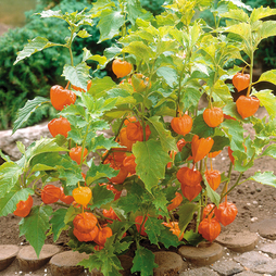 Physalis alkekengi