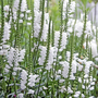 Physostegia virginiana 'Crown Of Snow'