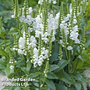 Physostegia virginiana 'Crystal Peak White'