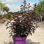Physocarpus opulifolius 'Fireside'