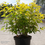 Physocarpus opulifolius 'Golden Nugget'