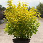 Physocarpus opulifolius 'Lucky Devil'