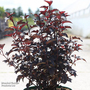 Physocarpus opulifolius 'Panther'