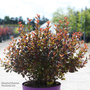 Physocarpus opulifolius 'Spicy Devil'