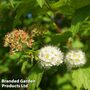 Physocarpus capitatus 'Tilden Park'