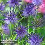 Phyteuma scheuchzeri