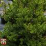 Picea abies 'Wills Zwerg'