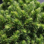 Picea glauca 'Alberta Globe'