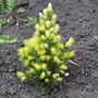 Picea glauca 'Rainbows End'