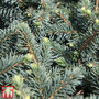 Picea pungens 'Waldbrunn'