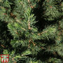 Picea glauca 'Conica December'