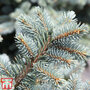 Picea pungens (Glauca Group) 'Globosa'