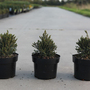 Picea glauca 'Blue Planet'