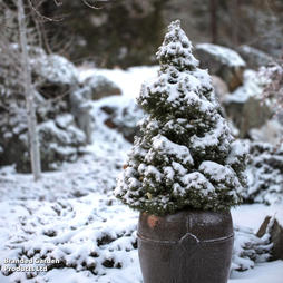 Picea glauca 'Albertiana Conica' - Gift