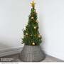 Picea glauca 'Albertiana Conica'