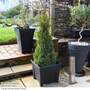 Picea glauca 'Albertiana Conica'